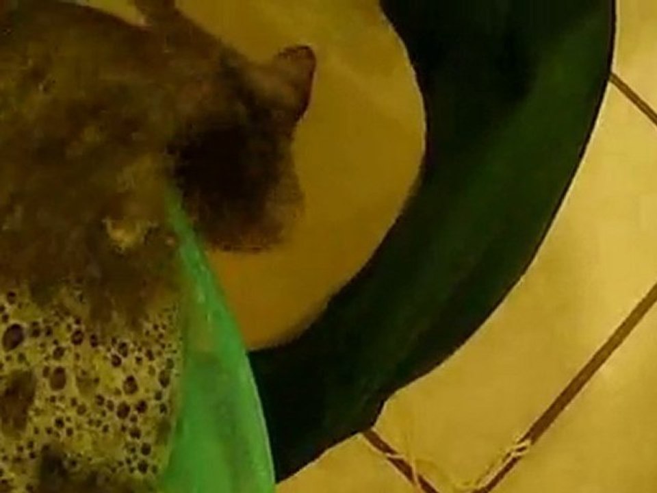 Making Bubble Hash, The Purps, OG Kush, Kiwi Skunk Part ...