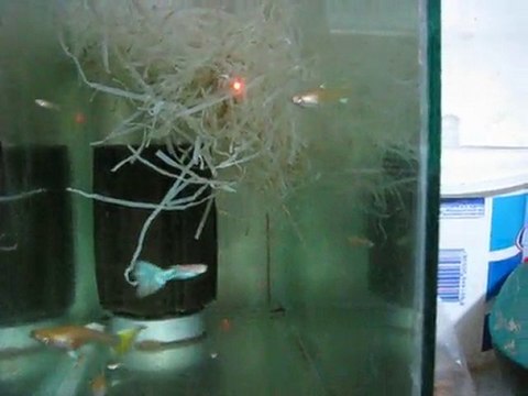 American White Tail Tank (Murat Urkmez)