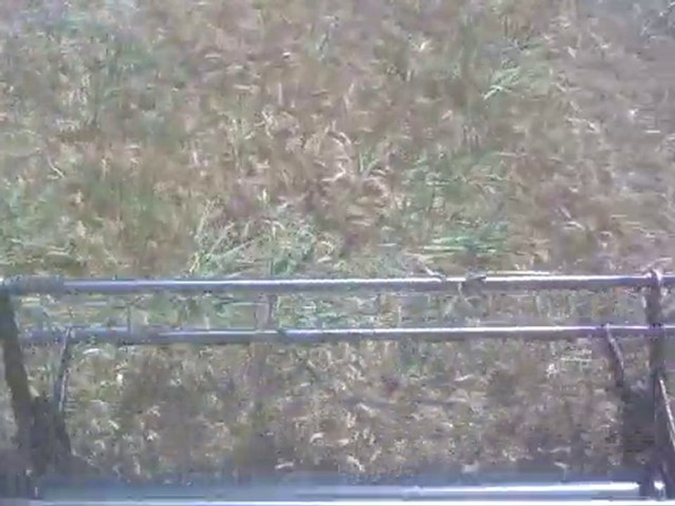 1545 2002 bugday hasadında(ali samancı)