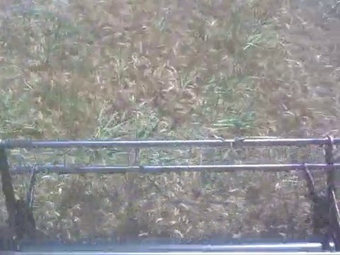 1545 2002 bugday hasadında(ali samancı)