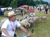 Les moutons de la fête de la batteuse avec leur maitre
