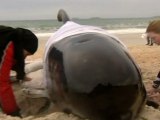 Pilot Whale Pod Beached in New Zealand