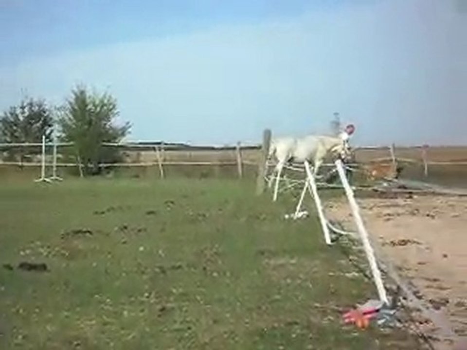 Poney-club le dimanche, détente. Marche calme.