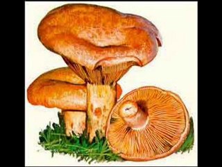 La Cisqueta es una avia soltera, by Ona Radio Quim Pedret