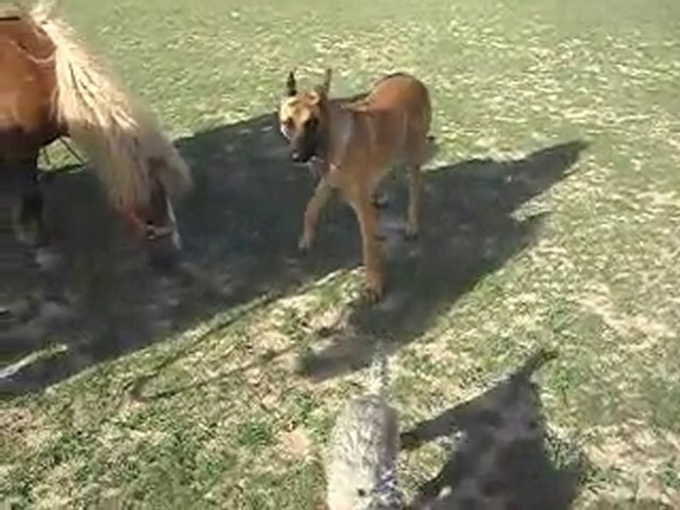 CHEVAUX, PONEYS ET JEUNE CHIENNE: le calme s'impose au début