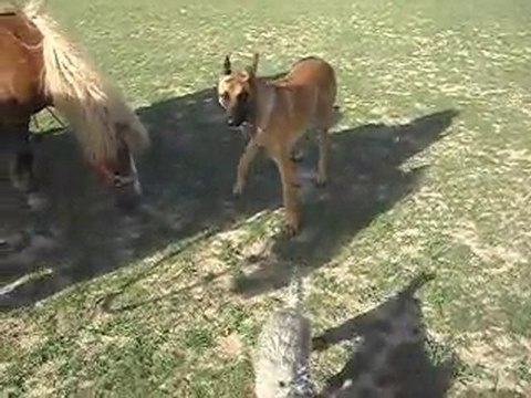 CHEVAUX, PONEYS ET JEUNE CHIENNE: le calme s'impose au début