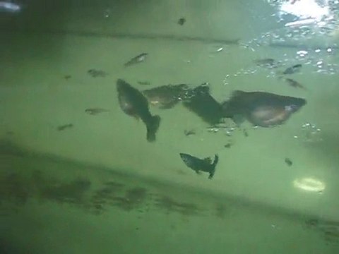 Moscow Blue Guppy Tank 3 (Murat Urkmez)