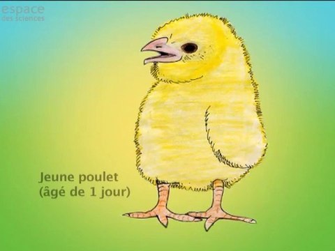 Oiseau, t'as d'beaux oeufs, tu sais