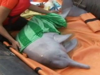 Freshwater dolphins rescued from low level river