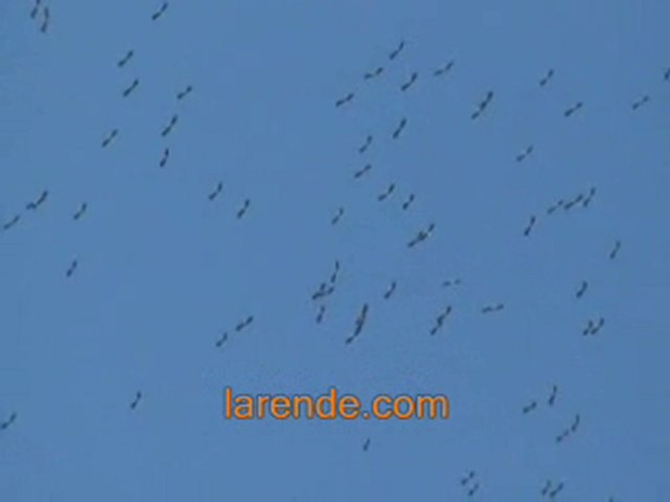 Karaman Semalarında Leyleklerin Göç Dansı