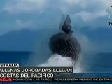 Ballenas jorobadas llegan a costas de Australia