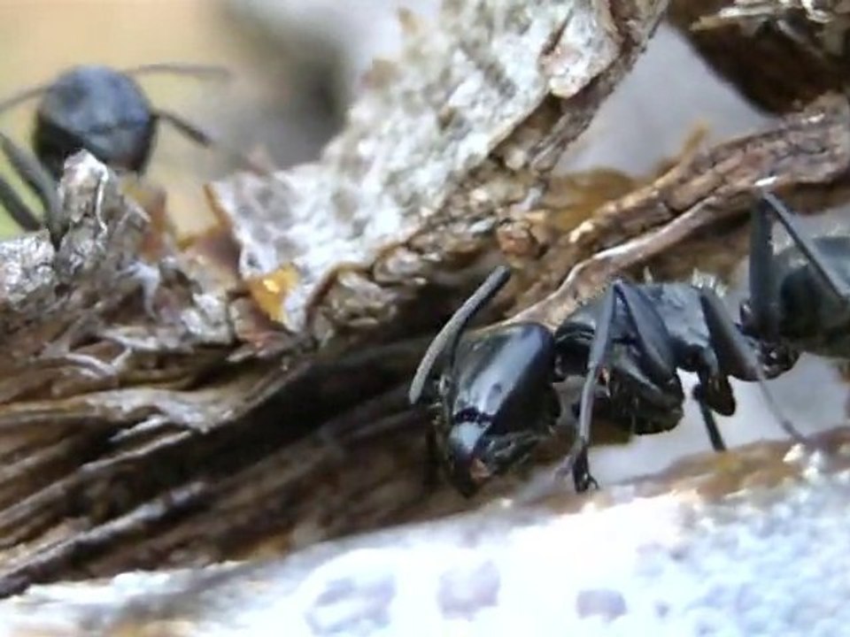 Les fourmis