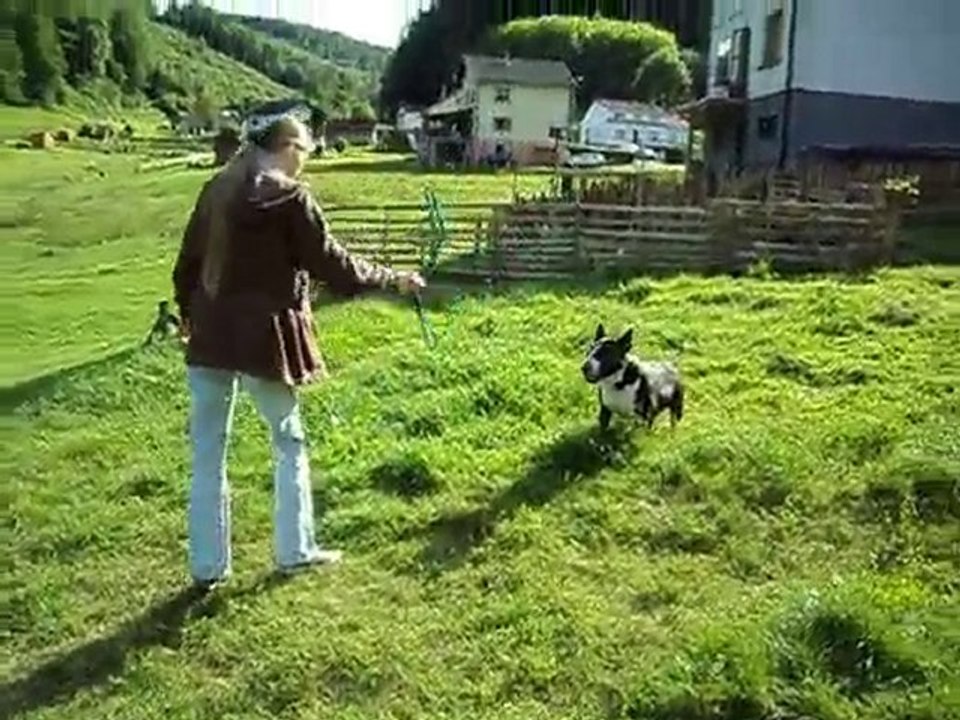 * *  VARGASSO BULL TROP HEUREUX 2  * *