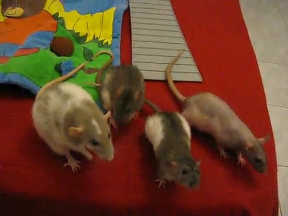 Mes 4 phénomènes en folie lol