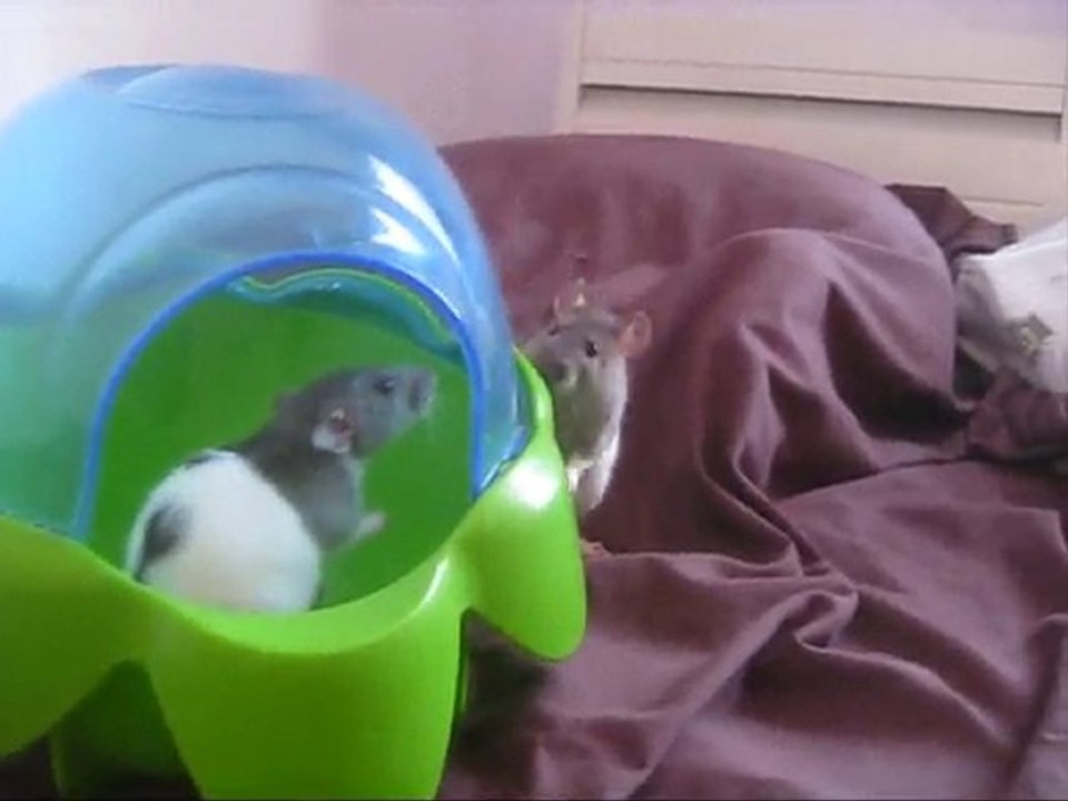 Cinq petits rats : Pinceau, Mikado, Ohgan, Shiva et Phoebus