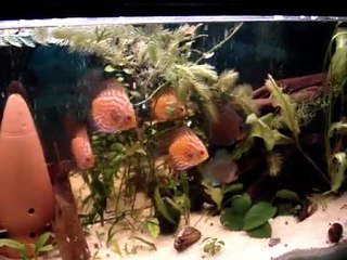 discus