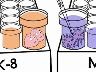 Watch Animation: DOJINDO CCK-8 Assay vs. MTT Assay