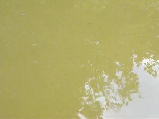 alevins dans poubelarium