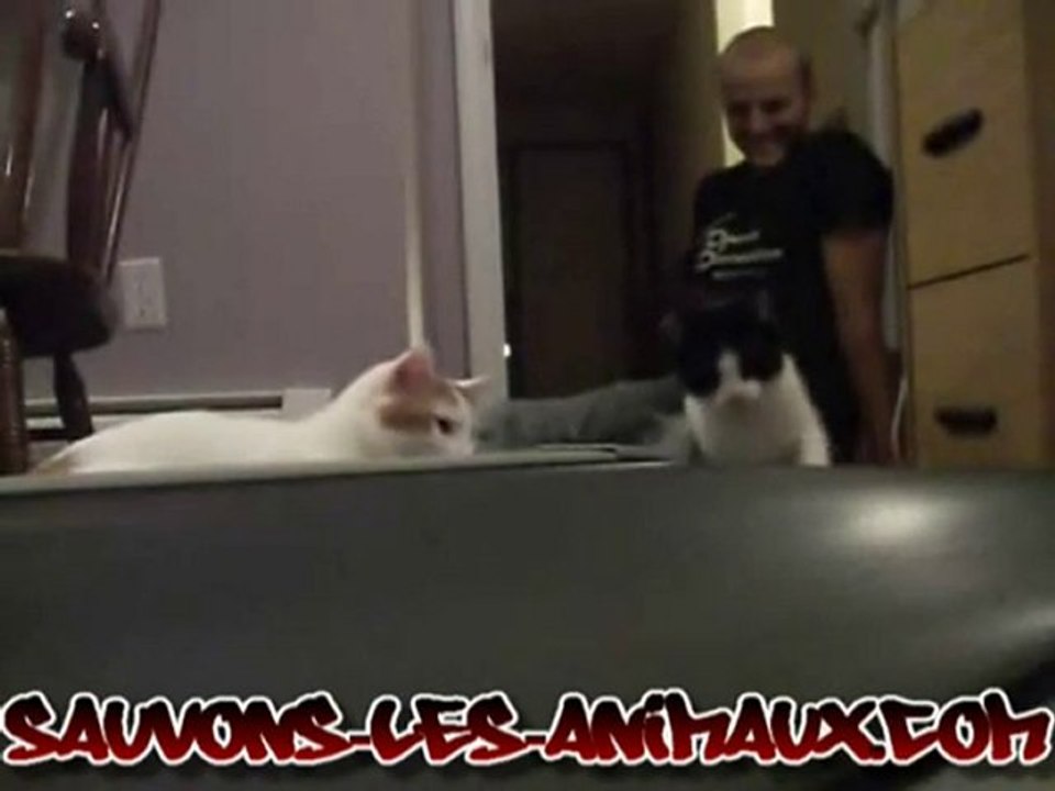 Deux chats inspectent un tapis roulant