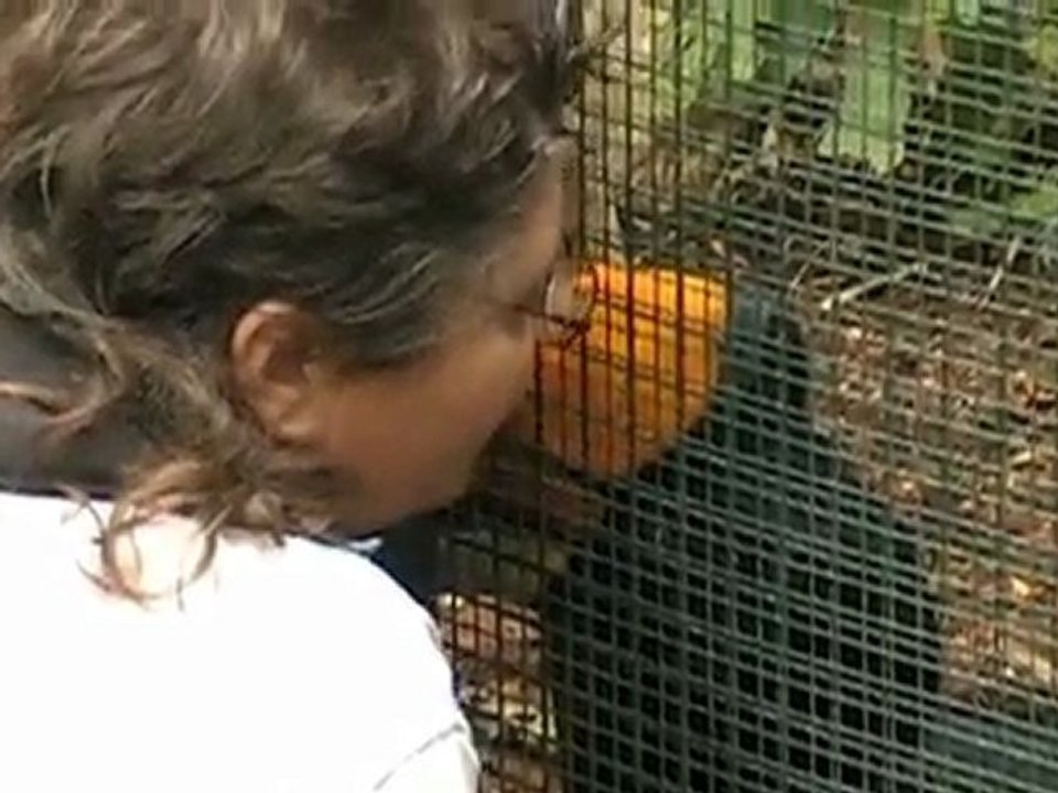 Beauval video_complicité_avec_un_calao_rhinocéros_de_Java