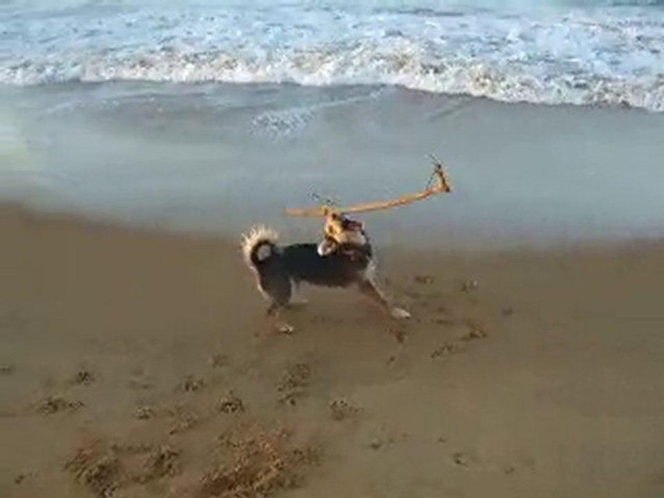 Les aventures de Pinocchio, le chien n°2