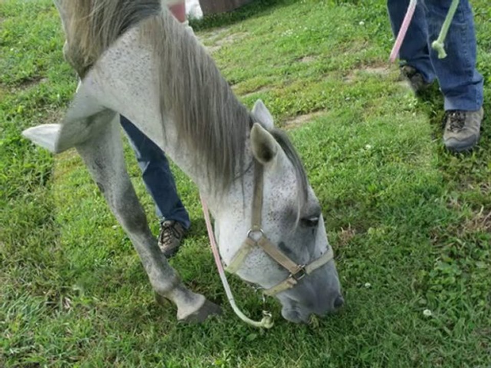 flicka1