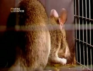 NATIONAL GEOGRAPHIC Malin Comme Un Rat partie 2