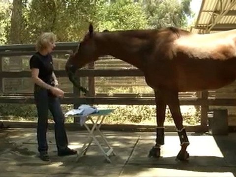 Documentary of Lukas, The World's Smartest Horse
