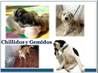 “Como Educar Perros” Etología Comunicación