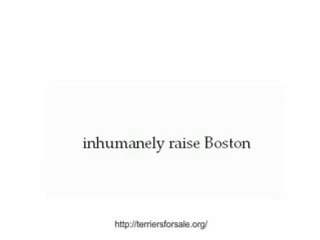 Terriers for sale .mpg