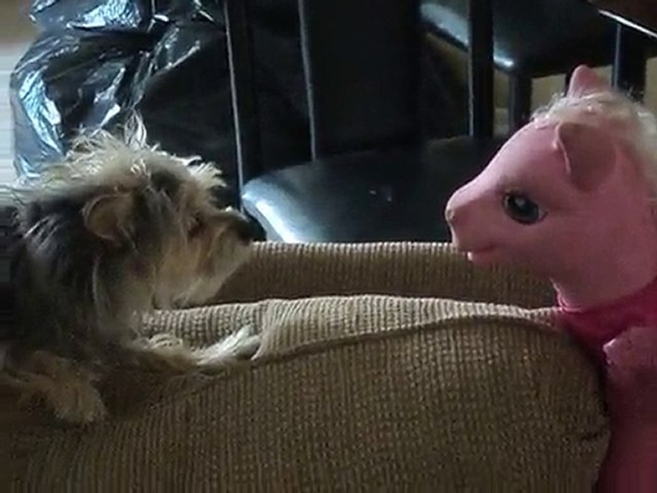My Dog has a stare down with a My Litttle Pony doll