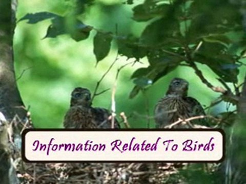 Attract Birds Through Bird Feeding To Your Garden