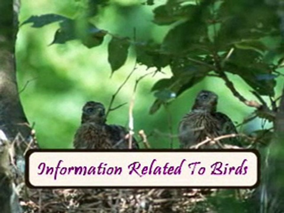 Attract Birds Through Bird Feeding To Your Garden