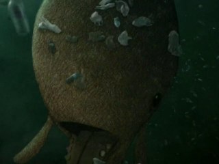 The Whale - Surfrider Foundation Europe