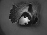 Second panda born in Vienna zoo