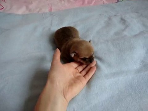 chihuahua , vous êtes passionnés ! c'est ici !!!