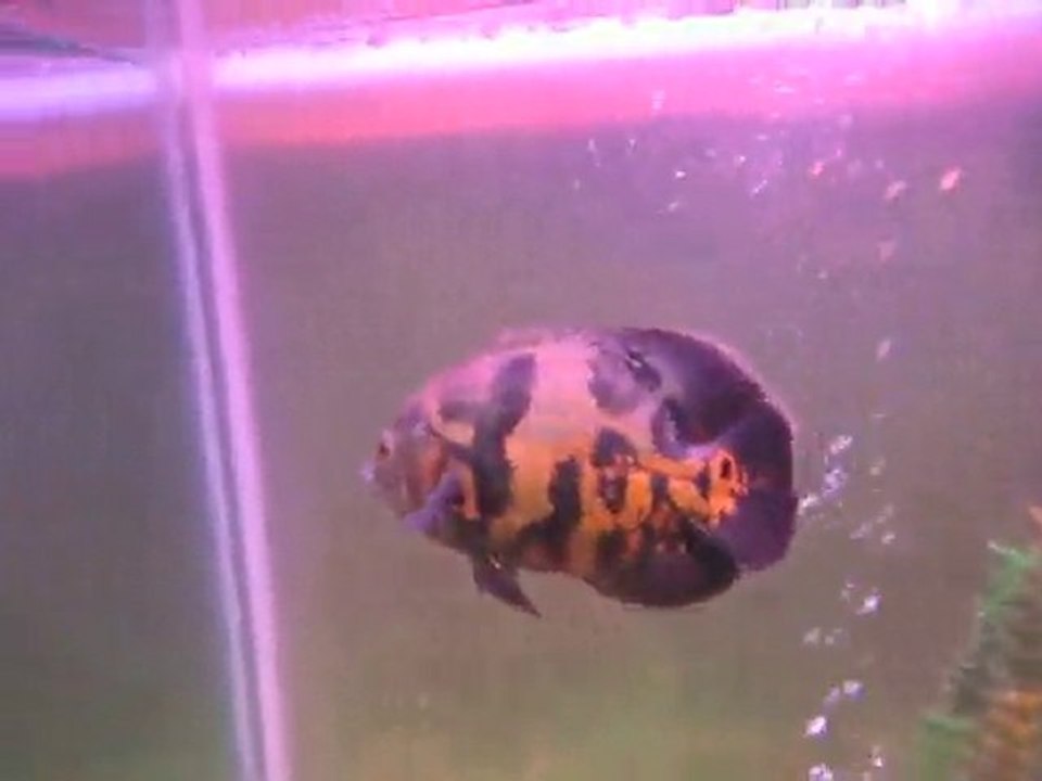 OSCAR EATİNG FROG