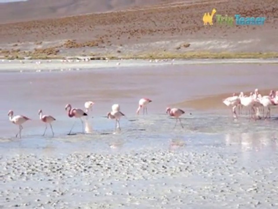 Flamants roses de la laguna colorada