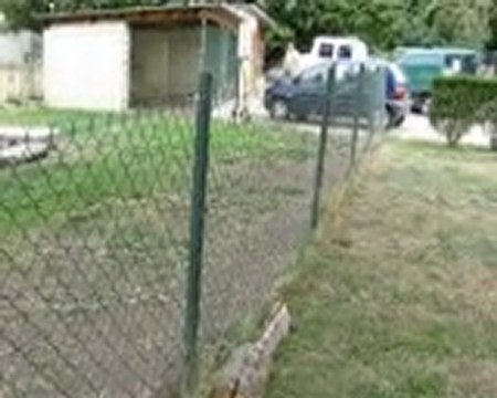 springers spaniels faro et flint dispo