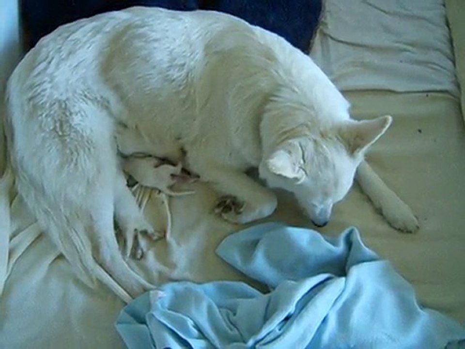 En route vers les mamelles... :-)