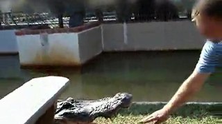 Un alligator ça mord