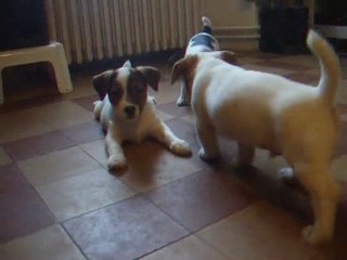 Nos jacks russell a 2 mois