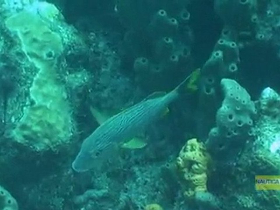 Nautica - Baptême adultes