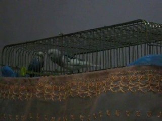 pek takmayan-takılmayan kuşlarım :D