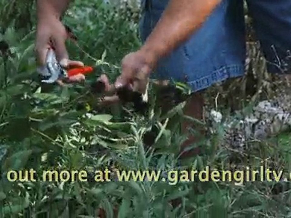 Deadheading Plants with William Moss