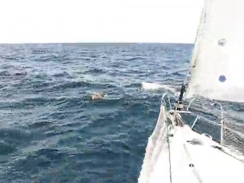 Dauphins