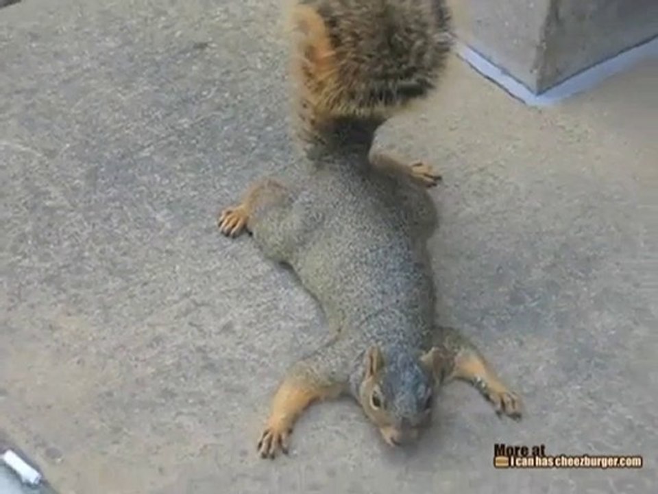 Squirrel Plays Dead - video Dailymotion