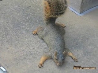 Squirrel Plays Dead