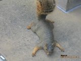 Squirrel Plays Dead
