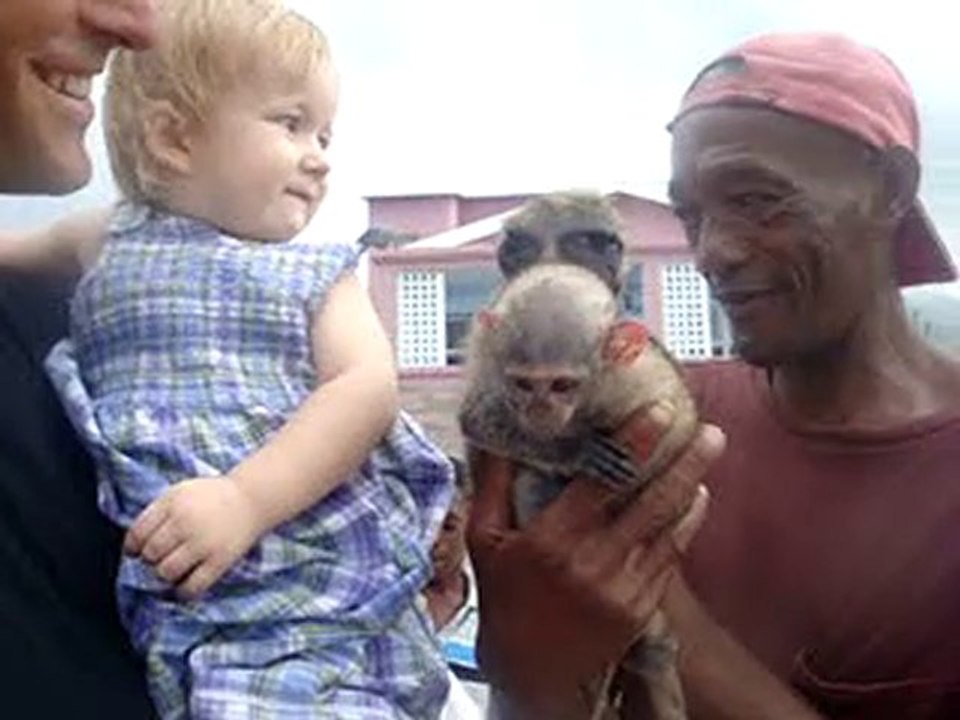 St Kitts Monkeys